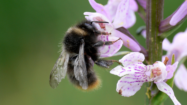 Eine Hummel auf Nektarsuche sitzt auf einem Blütenkelch eines Knabenkrauts.