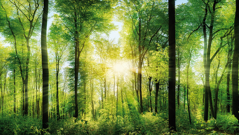 Ein sonnendurchfluteter Wald