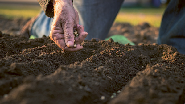Dargestellt ist ein gefurchter Acker, und jemand sät Samen mit der Hand aus.