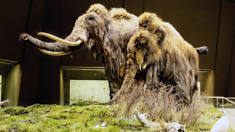 Zwei Mammute werden in einem Museum auf einer nachgebildeten Steppe ausgestellt.