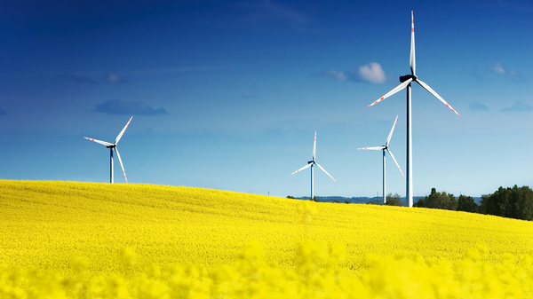 Dargestellt sind vier Windkraftrafträder inmitten eines Rapsfeldes.