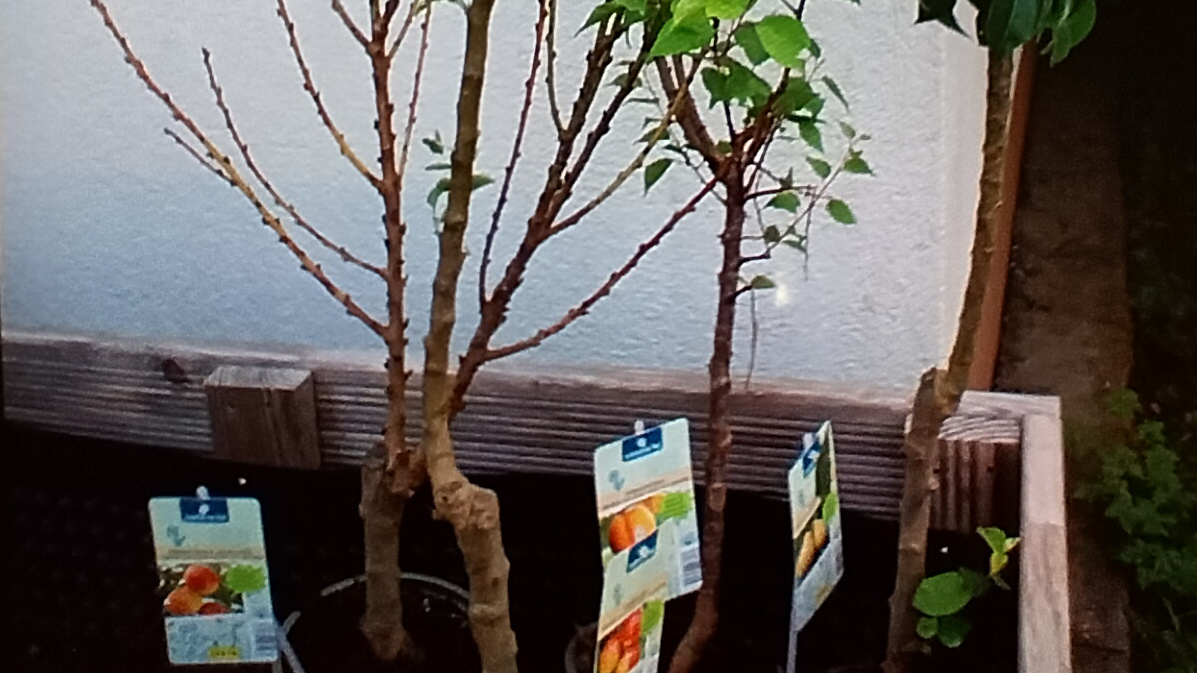 Teil der ausgewählten Pflanzen unseres Naschgartens