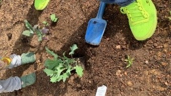 Erstes Gemüse zieht ein.