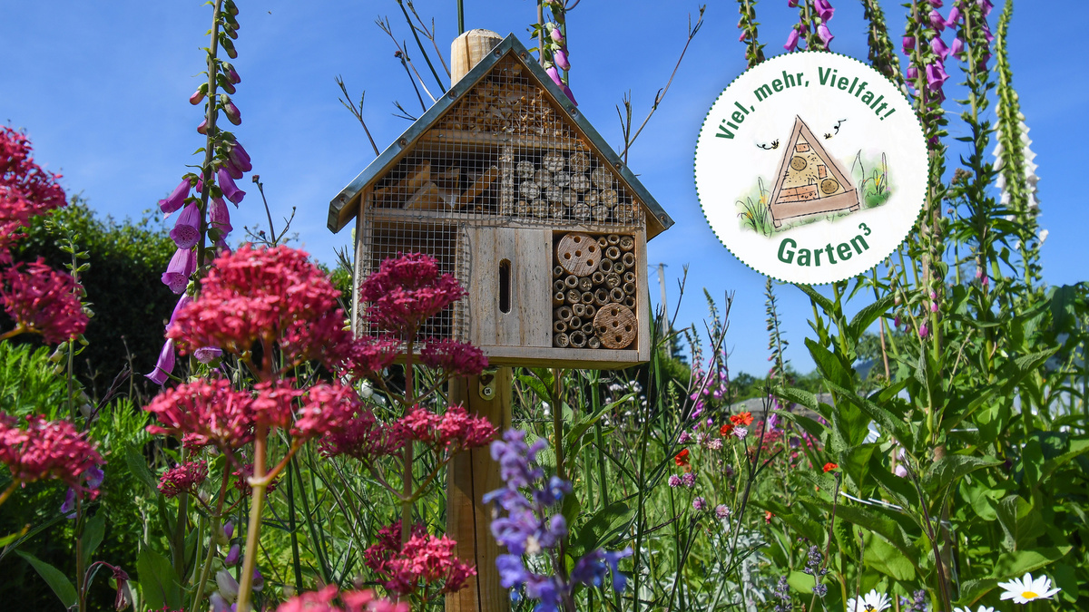 Eine blühende Wiese. Mittendrin steht ein Wildbienenhotel.