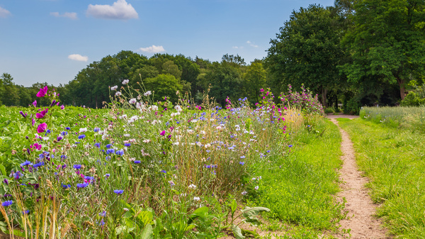 Links im Bild ist ein Kartoffelfeld zu sehen, an dessen Rand wilde Blumen in bunten Farben wachsen. Daneben verläuft ein Feldweg und im Hintergrund sind Bäume zu sehen.