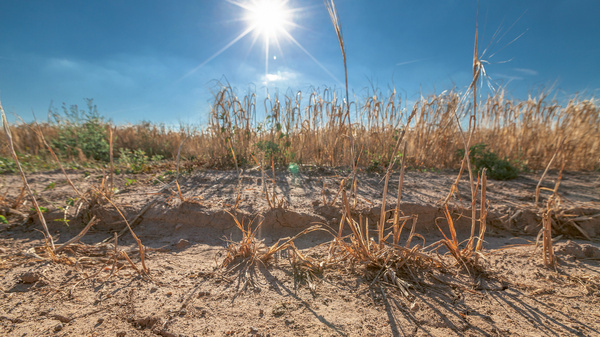 Dargestellt ist ein Acker mit Maispflanzen. Der Boden ist staubig und ausgetrocknet.