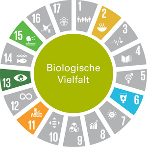 Die Grafik zeigt das Handlungsfeld „Biologische Vielfalt“ als vollflächigen grünen Kreis. Die textliche Benennung des Handlungsfelds ist in weißer Schrift dargestellt. Um den Kreis sind tortenstückartig die Zeichen der 17 Globalen Nachhaltigkeitsziele (Sustainable Development Goals – SDGs) angeordnet. SDGs, die keinen Bezug zu diesem Handlungsfeld haben, sind grau dargestellt. SDGs mit Bezug zum Handlungsfeld sind in der jeweiligen SDG-Farbe abgebildet. Das Handlungsfeld nimmt Bezug zu folgenden SDGs: SDG 2: „Kein Hunger“, SDG 6: „Sauberes Wasser und Sanitäreinrichtungen“, SDG 11: „Nachhaltige Städte und Gemeinden“, SDG 13: „Maßnahmen zum Klimaschutz“ und SDG 15: „Leben an Land“.