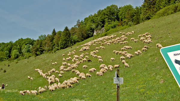 Schafbeweidung fördert den Erhalt von Kulturlandschaft Eine Herde Schafe weidet an einem sanften Hang auf der Schwäbischen Alb in einem Naturschutzgebiet.
