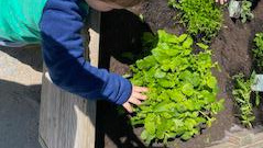 Kinder helfen mit bei der Gartenpflege (Salat, Kräuter, Blumen & Gemüse).