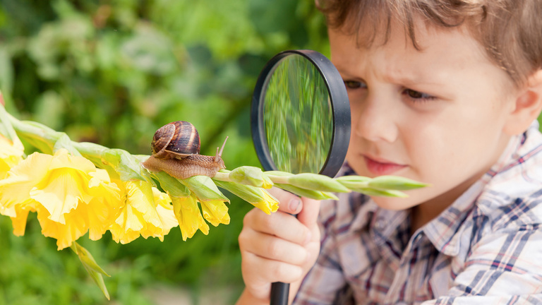 Ein Kindergartenkind untersucht mit einem Vergrößerungsglas eine Weinbergschnecke, die auf einer gelben Gladiole sitzt.