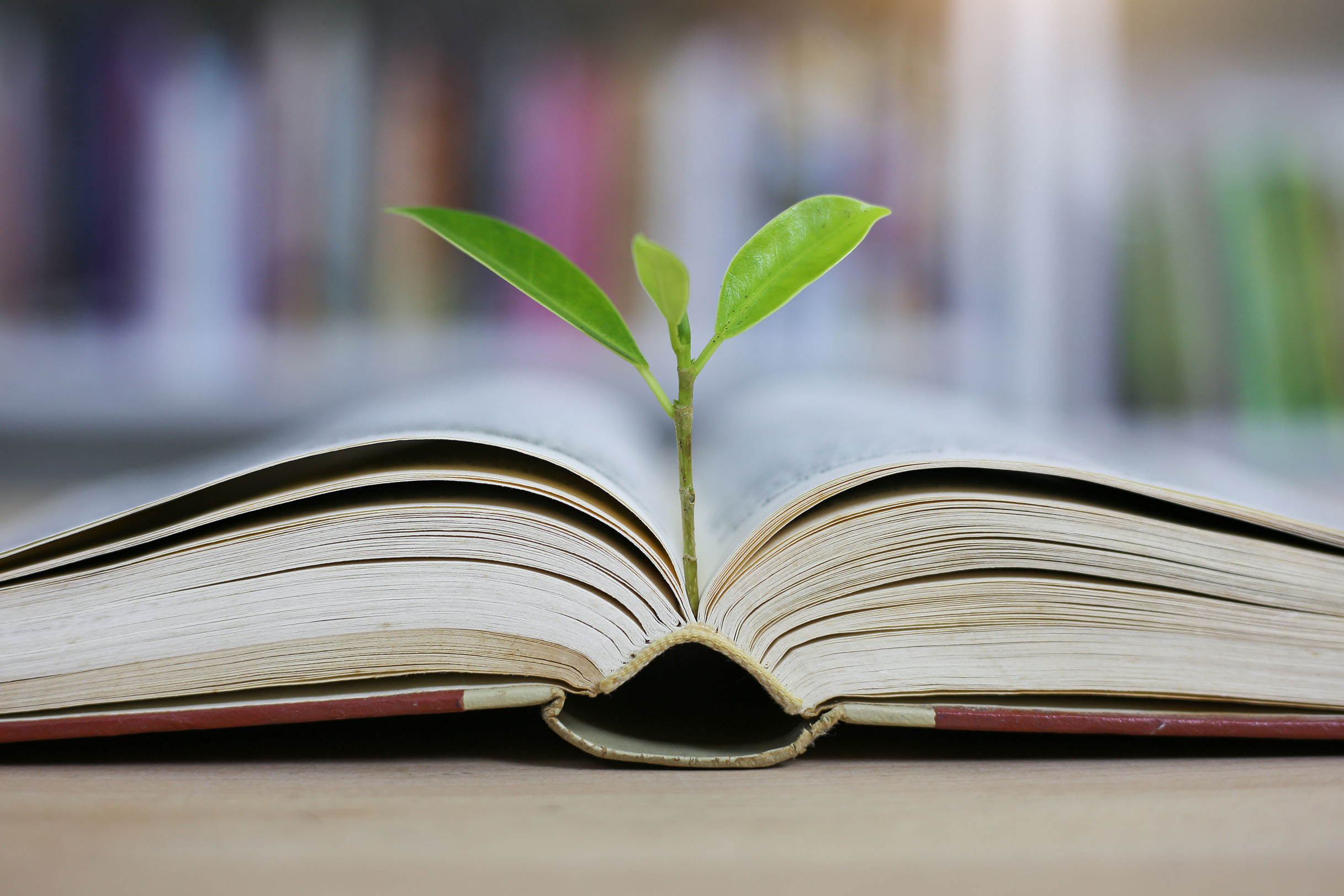 Ein aufgeschlagenes Buch und ein Sprössling, der in der Mitte des Buches in die Höhe wächst.