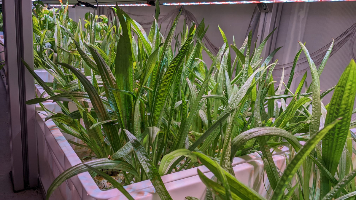 Vertikales Farming in ausgedientem Frachtcontainer Grüne Pflanzen wachsen nebeneinander in Behältern in einem alten Frachtcontainer an.