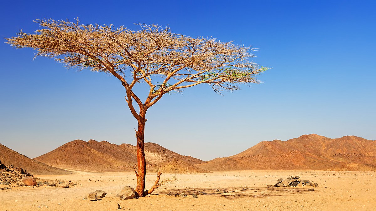Die Wüste aufhalten Ein einzelner Baum steht in der Wüste.