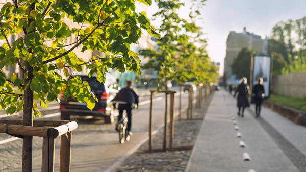 Man sieht Bäume an einer Straße in der Stadt.