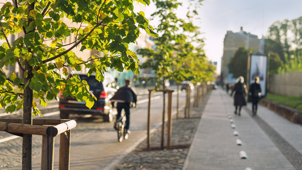 Man sieht Bäume an einer Straße in der Stadt.
