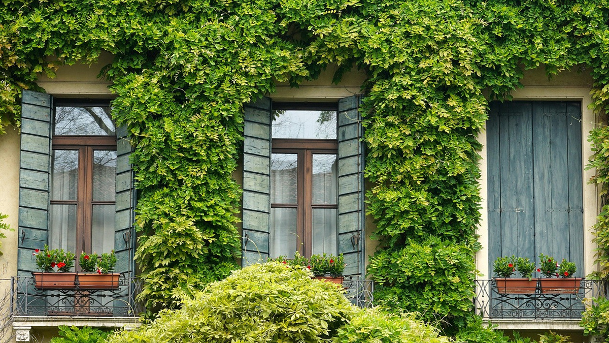 Bewachsene Hauserfassade